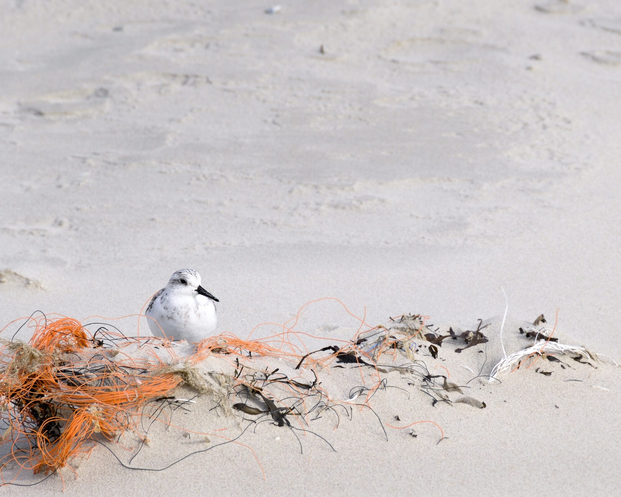 strandloper bij een pluk vispluis